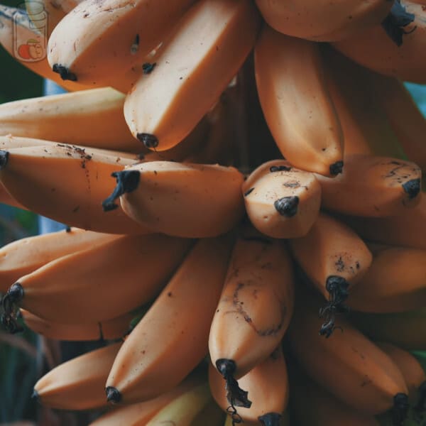 Save Bananas