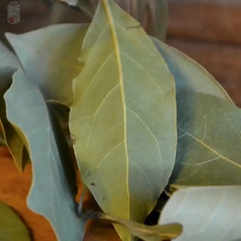 ᐅ How to Store Bay Leaves (Fresh or Dried) for longer •【 2023