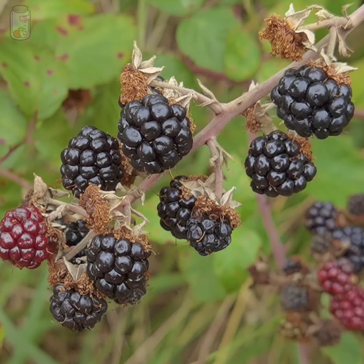 Preserve Blackberries