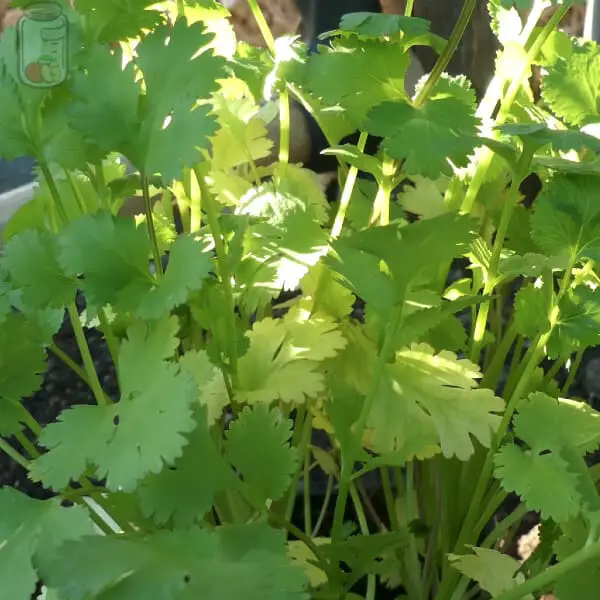 Store Cilantro