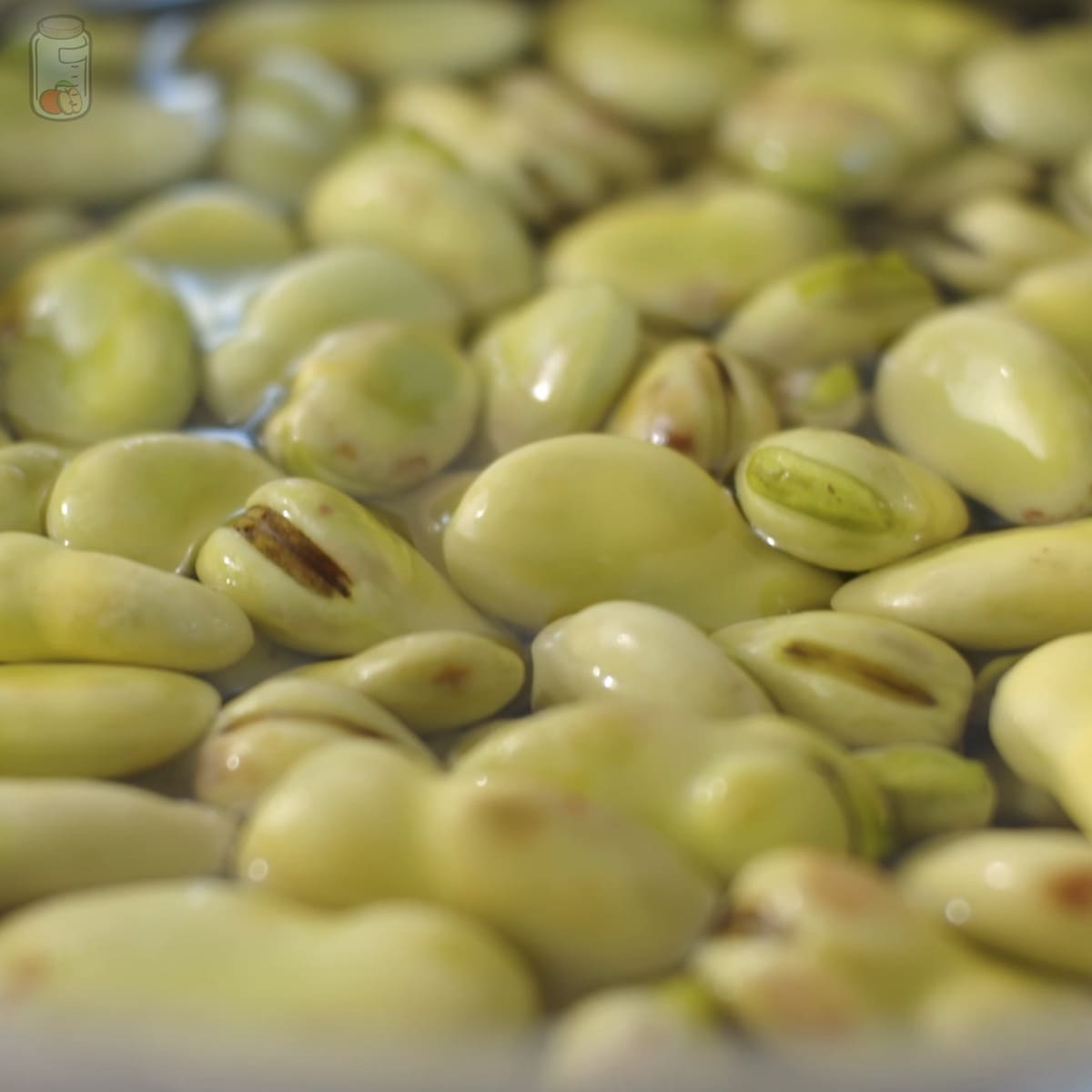Preserve Fava beans