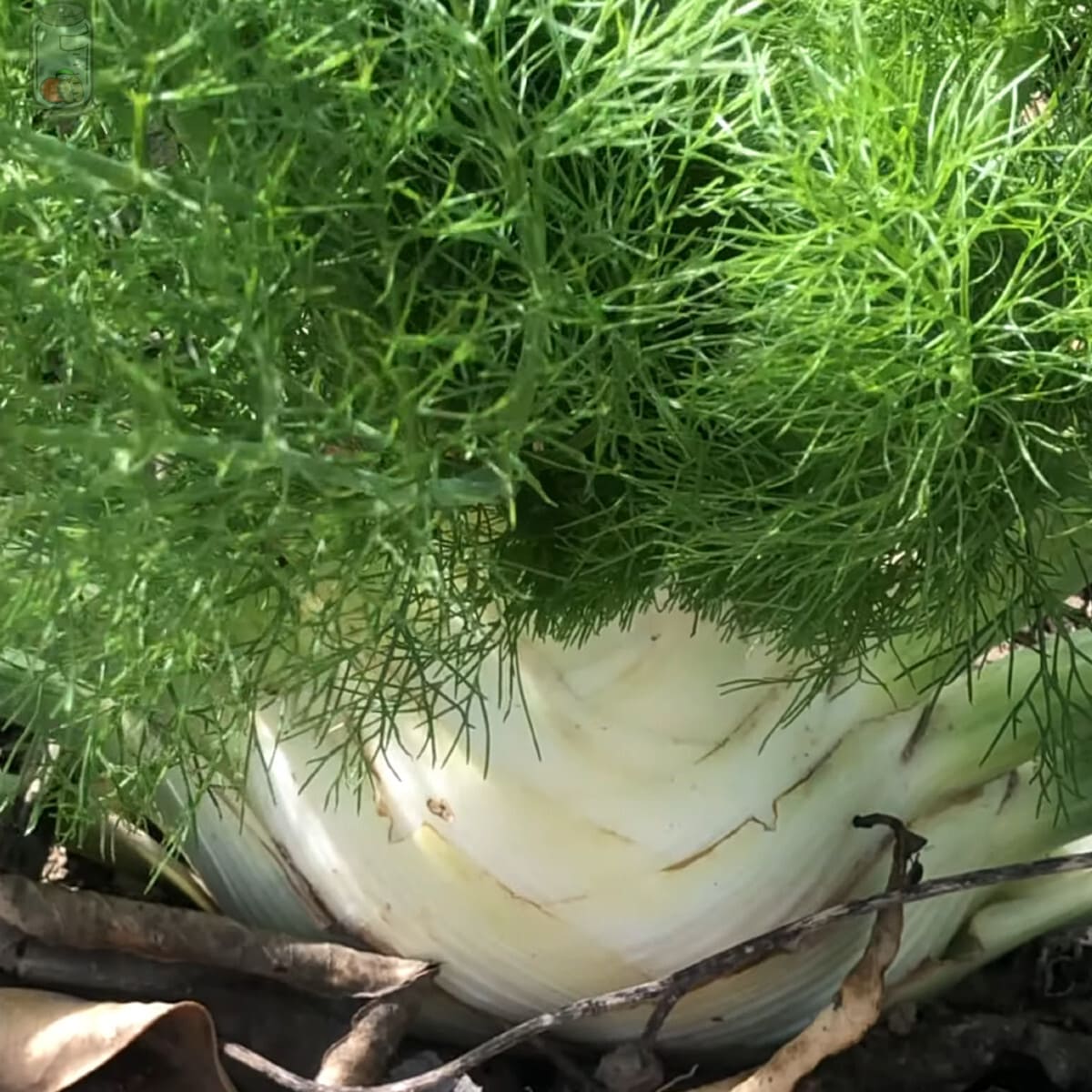 Store Fennel