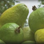 Store Guava