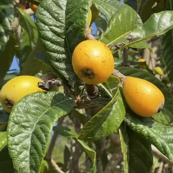 Mantain Loquats