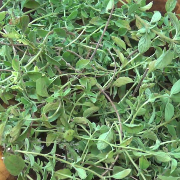 Preserve Oregano