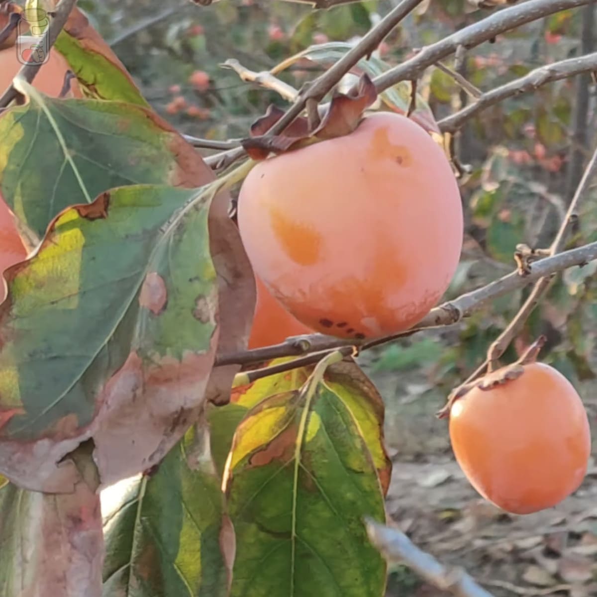 Store Persimmons