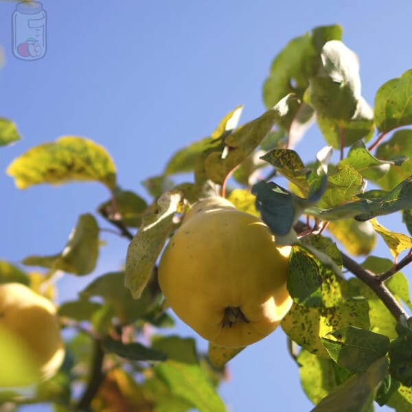 Mantain Quinces