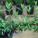 Store Rosemary
