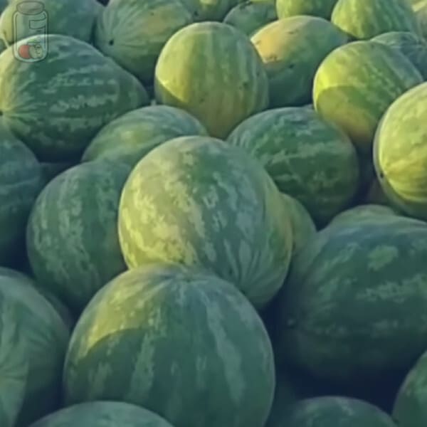 Store Watermelons
